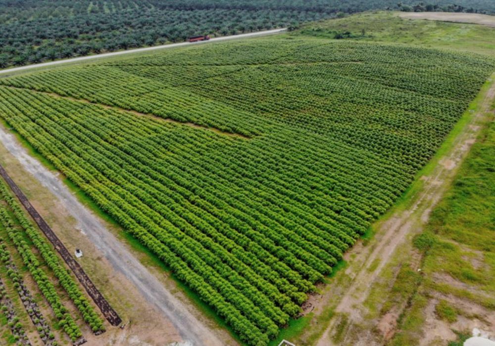 Aerial view of a plantation supplying feedstock to a Reclimate project