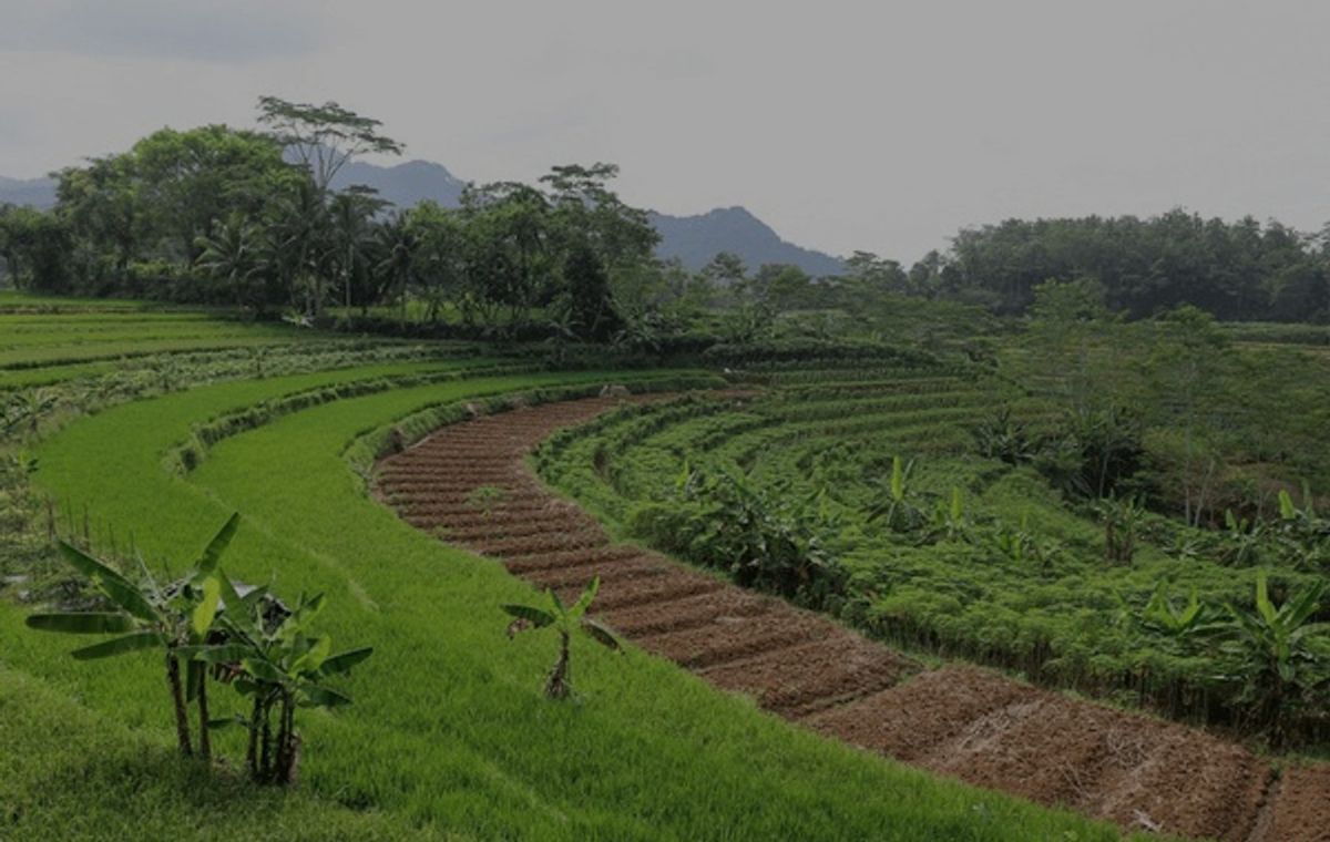 Terraced smallholder farmland in the Indonesian archipelago programme